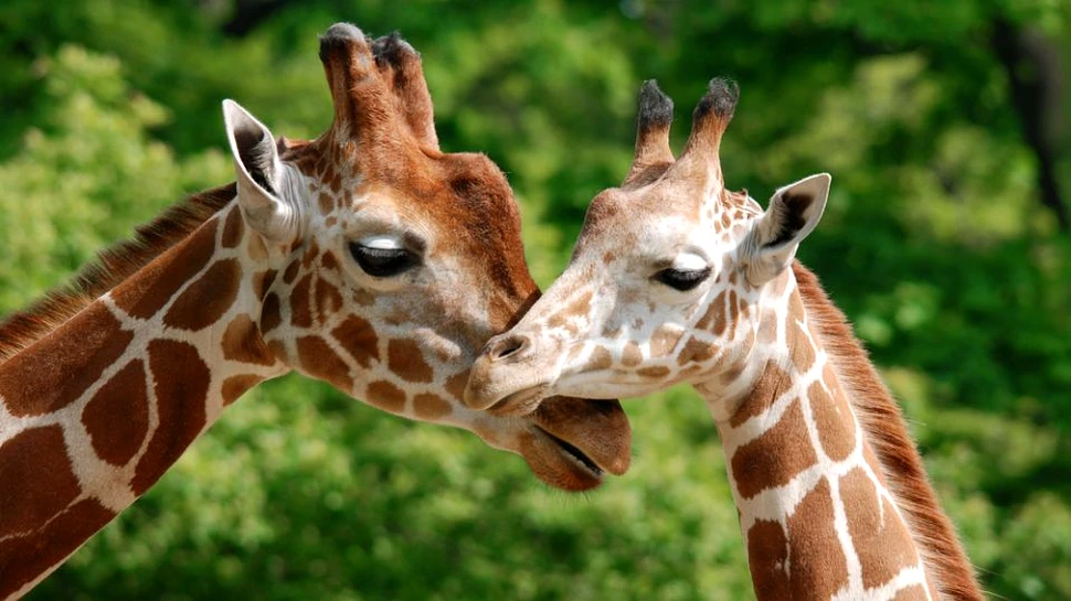 10 lucruri inedite pe care trebuie să le ştii despre girafe