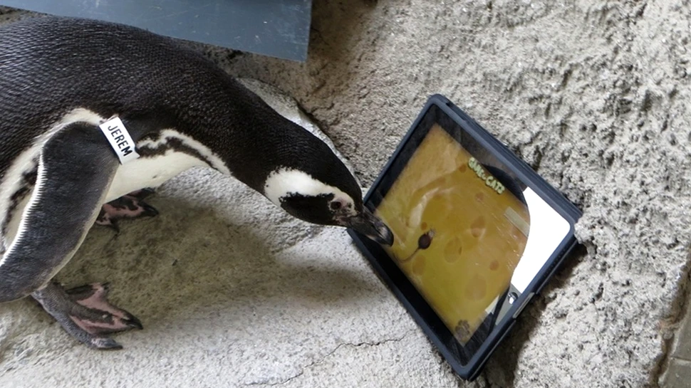Ce face un pinguin cu o tabletă? (VIDEO)