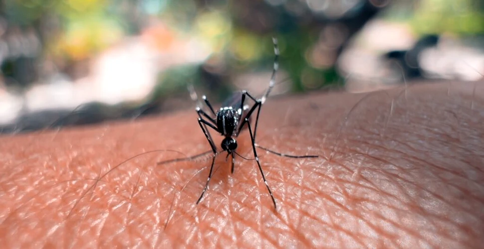 Epidemia de Chikungunya accelerează pe o insulă din Oceanul Indian