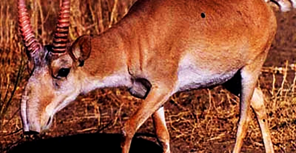 Antilopa Saiga (Saiga tatarica tatarica)