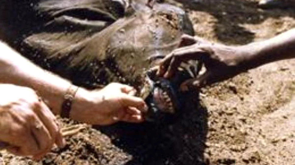 Cea mai grava boala a animalelor domestice e pe cale de a fi eradicata