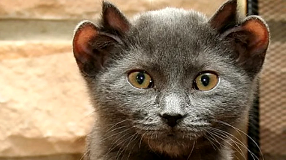 De la pestii mutanti la felina cu patru urechi