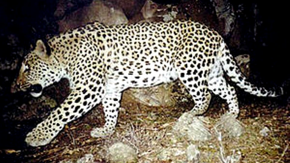 Armenia mai are doar cativa leoparzi