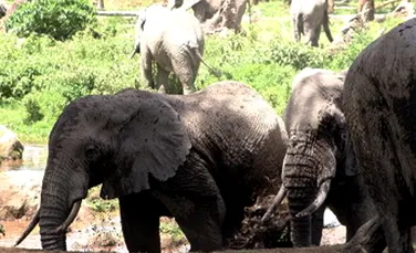 Elefantii furiosi au distrus un sat din Indonezia