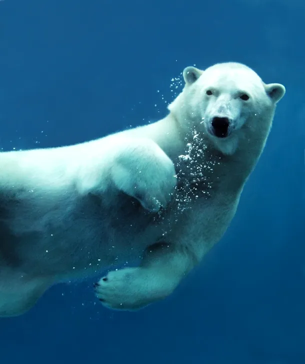 Un urs polar poate înota fără probleme şi în apă