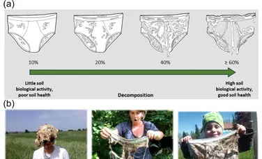 Experiment inedit în Elveția: de ce oamenii de știință au îngropat peste 2.000 de articole de lenjerie intimă