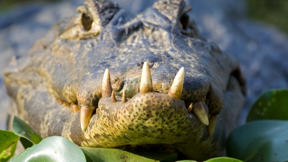 Cercetătorii au pus crocodilii să asculte muzică clasică în timp ce se aflau într-un aparat RMN pentru a afla mai multe informaţii despre dinozauri