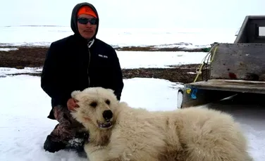 Un urs foarte rar a fost împuşcat în nordul Canadei – VIDEO