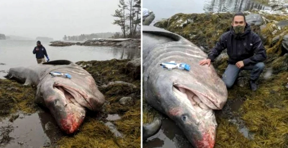 Un rechin de mărimea unei camionete, descoperit eșuat pe o plajă de către pescarii dintr-un stat american