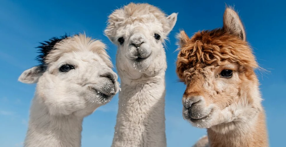 Cea mai bătrână llama din lume ajută copiii bolnavi dintr-un stat american