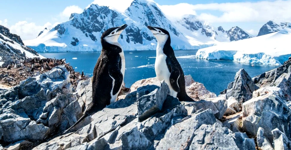 Cum supraviețuiesc pinguinii ațipind de 10.000 de ori pe zi