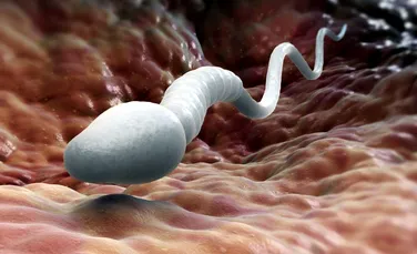 Nici înainte să te naşti nu este bine să fii lent: spermatozoizii care se mişcă mai greu nu pot pătrunde în tractul reproducător feminin – VIDEO