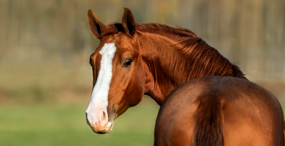 De ce caii au fețe lungi? Explicația e chiar simplă!