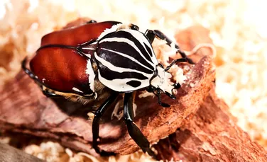 Cea mai mare insectă din lume riscă să dispară din cauza obsesiei noastre pentru ciocolată