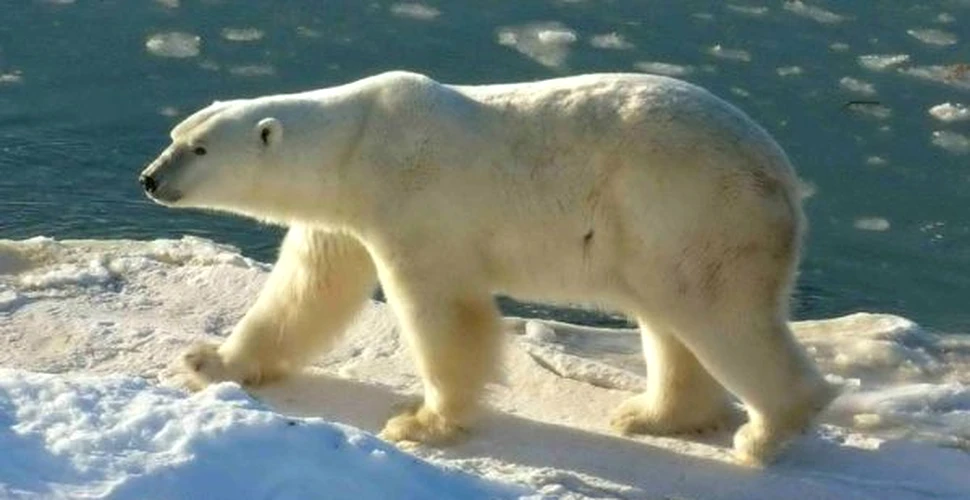 Vor supravietui ursii polari?
