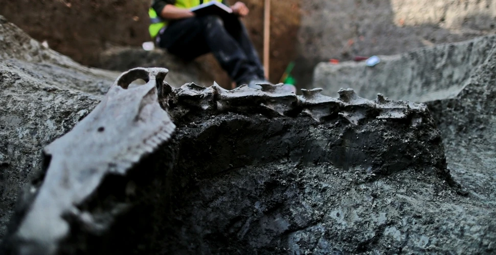 Ce căuta cămila la Timişoara? Un schelet din secolul al XVI-lea descoperit în Banat uluieşte arheologii