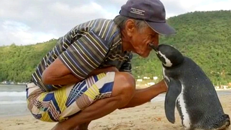 Un pinguin înoată anual câte 8.000 de km pentru a-l vizita pe brazilianul care l-a salvat. ”Iubesc acest pinguin ca pe propriul meu copil şi cred că şi el mă iubeşte”. FOTO+VIDEO