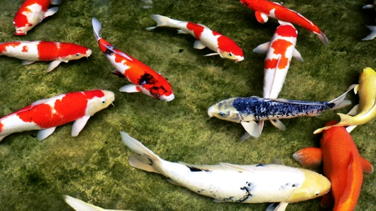1-koi 