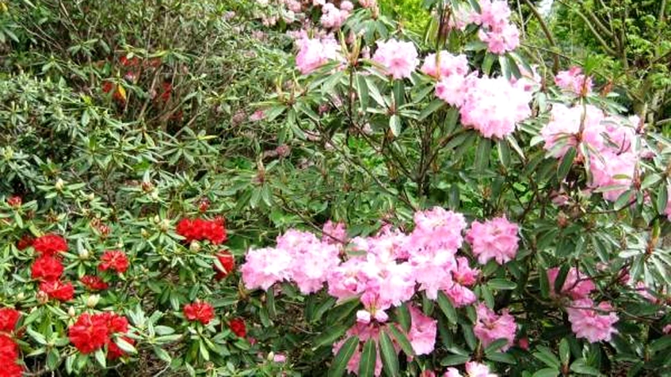 Bebeluşii născuţi primăvara sunt mai predispuşi la anorexie