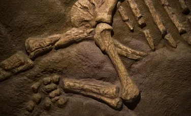 ”Bigfoot” a fost găsit! Paleontologii au descoperit cel mai mare picior de dinozaur de până acum