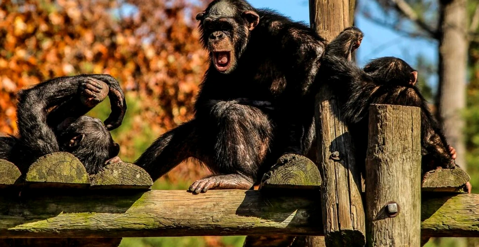 Cimpanzeii își sincronizează pașii la fel ca oamenii