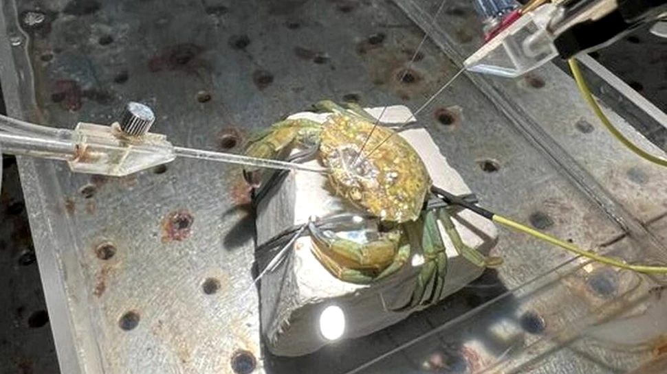 S-a demonstrat pentru prima dată că o specie de crab simte durerea