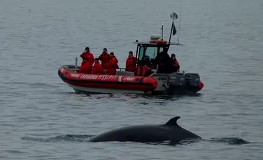 Excursiile turistice „pentru a observa balenele” le fac rău acestor animale