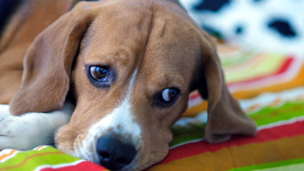 Un studiu recent sugerează că și câinii suferă atunci când pierd un prieten patruped