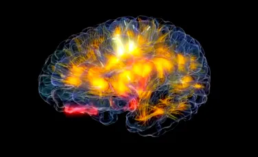 „Creierul de sticlă” – creaţia care îţi permite să vezi în timp real cum lucrează propriul creier (VIDEO)
