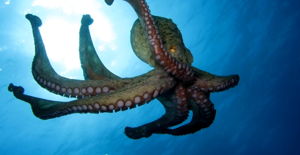 Aţi văzut vreodată o caracatiţă cu braţele înnodate? Cercetătorii au aflat de ce nu se întâmplă asta niciodată