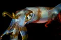 Acidificarea oceanelor ar putea micșora creierul calamarilor cu aproape 50%