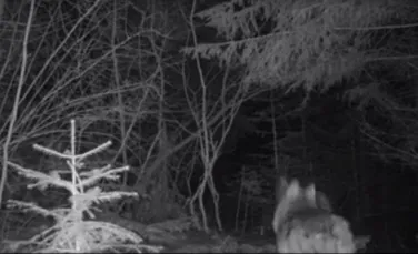 Doi lupi, filmaţi în sălbăticie la Putna – VIDEO