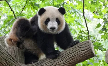 Motivul pentru care urșii panda adoră să se rostogolească în excremente