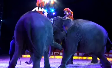 Imagini cu momentul în care un elefant a căzut peste public la un circ din Germania