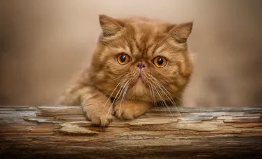 Cum ne-ar putea ajuta pisicile să înțelegem mai bine cancerul mamar?