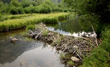 Castorii canadieni salveaza pasarile cantatoare