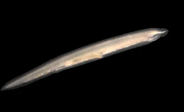 Peştele fără faţă şi creier se numără printre cele 15 specii rare găsite în Atlantic