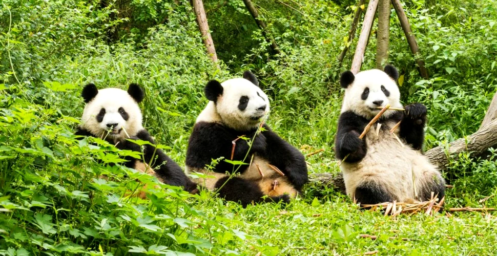 Urșii panda sunt mai activi din punct de vedere social decât se credea