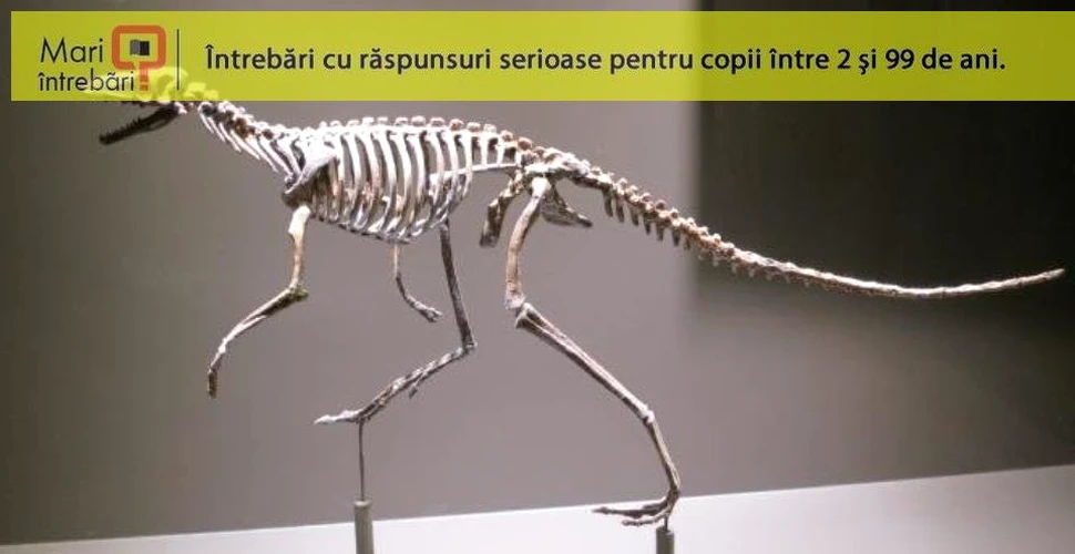 De ce dinozaurii mergeau pe două picioare?