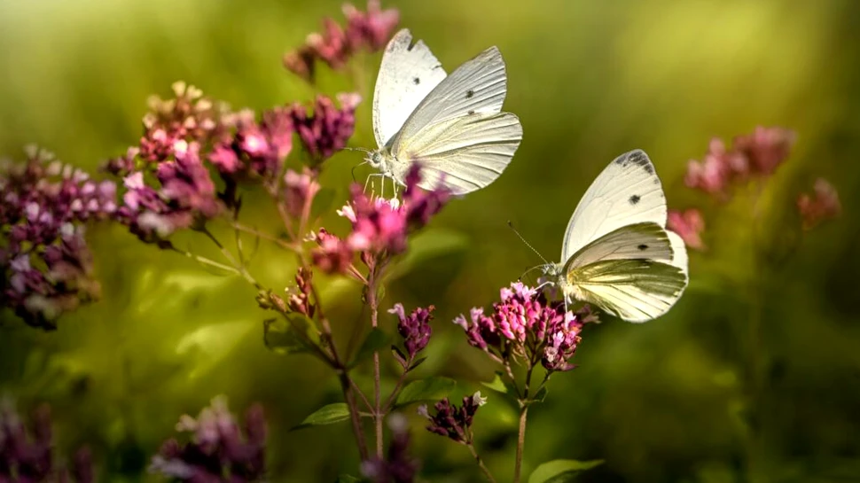 Toamnele mai calde ar putea aduce probleme pentru fluturi