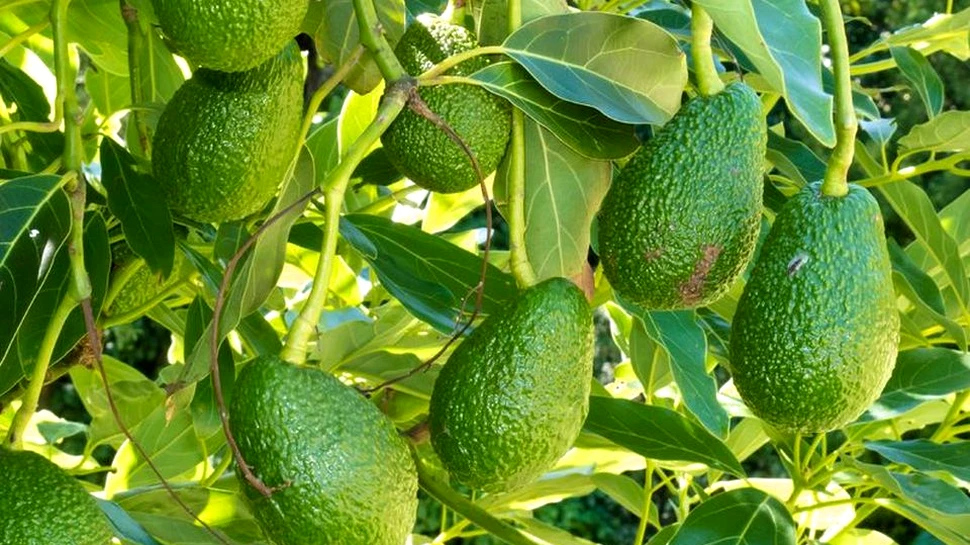 Avocado a ajuns să se vândă la un preţ record