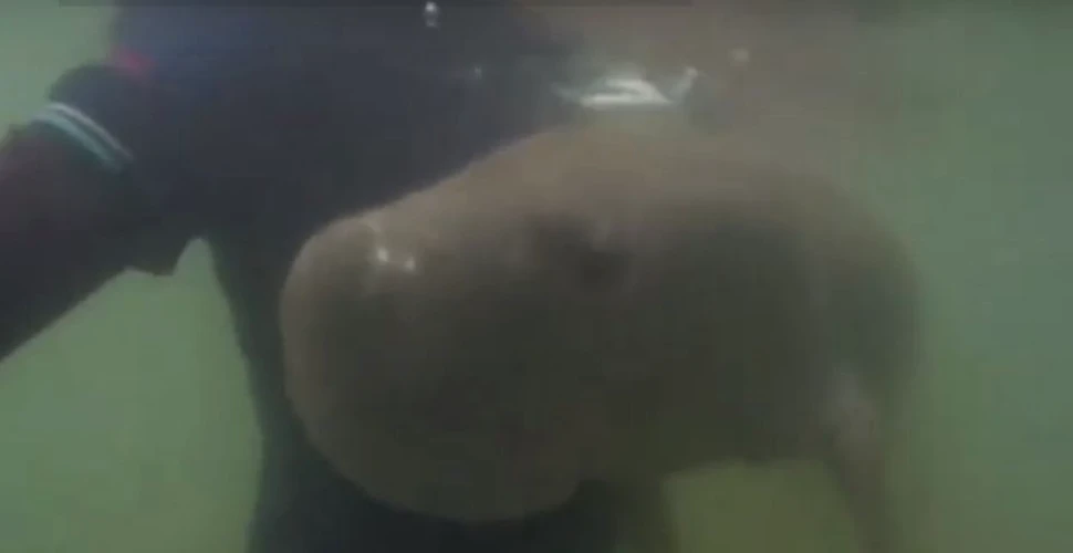 Puiul de dugong devenit celebru după ce a fost salvat a murit din cauza plasticului ingerat
