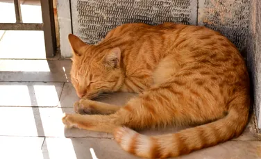 O pisică dispărută de mai bine de patru ani s-a întors acasă epuizată, dar sănătoasă