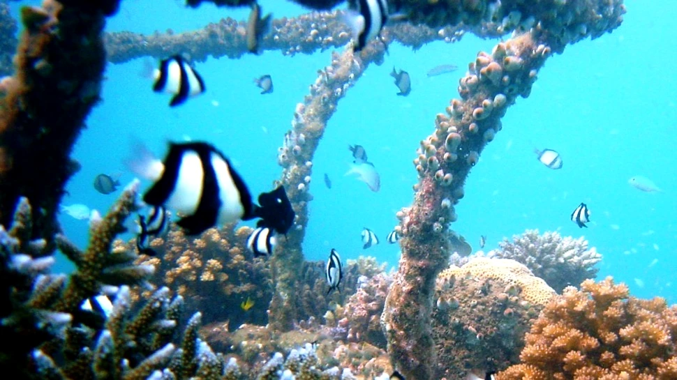 Coralii vor fi salvaţi mulţumită sistemelor bazate pe energie electrică