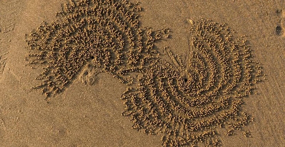 Modelele extraordinare lăsate pe plajă de Crabul barbotor de nisip. Ce-l ”inspiră” pe acest artist?  FOTO