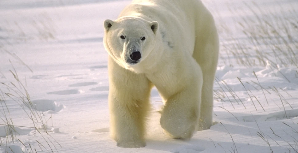 Un pui de urs polar a fost găsit la o distanţă de 700 de kilometri de habitatul său
