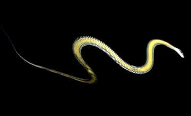 Misterul şerpilor zburători: au descifrat oamenii de ştiinţă secretul acestor vieţuitoare? (VIDEO)