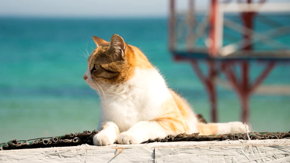 Pisicile au navigat împreună cu Vikingii pentru a cuceri lumea