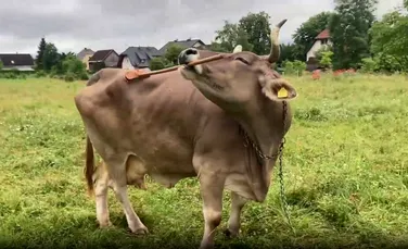 Cercetătorii au documentat primul caz în care o vacă folosește unelte