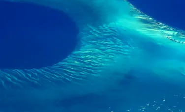 Un fluierat ciudat se aude din Marea Caraibilor